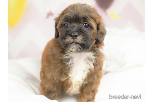 成約済の千葉県のミックス犬-211971の3枚目